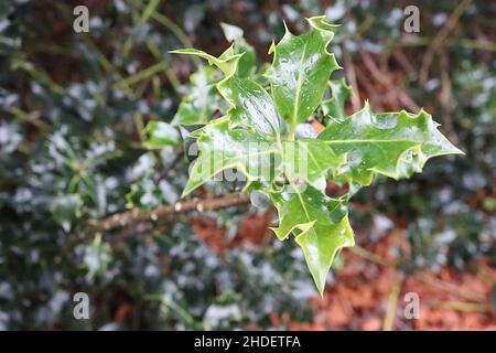 Ilex aquifolium 'Latispina' Holly Latispina – feuilles brillantes vert foncé avec marges tordues et jaunes, janvier, Angleterre, Royaume-Uni Banque D'Images