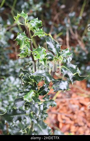 Ilex aquifolium 'Latispina' Holly Latispina – feuilles brillantes vert foncé avec marges tordues et jaunes, janvier, Angleterre, Royaume-Uni Banque D'Images