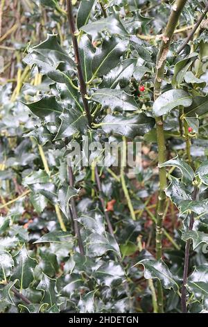 Ilex aquifolium 'Latispina' Holly Latispina – feuilles brillantes vert foncé avec marges tordues et jaunes, janvier, Angleterre, Royaume-Uni Banque D'Images