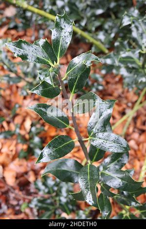 Ilex aquifolium 'Latispina' Holly Latispina – feuilles brillantes vert foncé avec marges tordues et jaunes, janvier, Angleterre, Royaume-Uni Banque D'Images