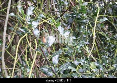 Ilex aquifolium 'Latispina' Holly Latispina – feuilles brillantes vert foncé avec marges tordues et jaunes, janvier, Angleterre, Royaume-Uni Banque D'Images