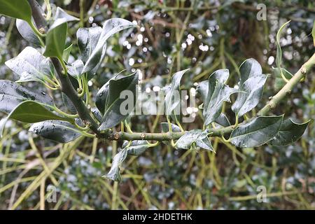 Ilex aquifolium 'Latispina' Holly Latispina – feuilles brillantes vert foncé avec marges tordues et jaunes, janvier, Angleterre, Royaume-Uni Banque D'Images