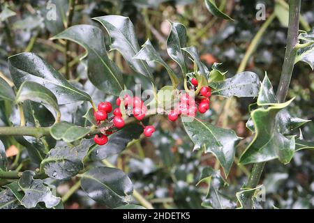 Ilex aquifolium 'Latispina' Holly Latispina – baies rouges avec centre bosselé et feuilles brillantes vert foncé avec marges tordues et jaunes, Royaume-Uni Banque D'Images