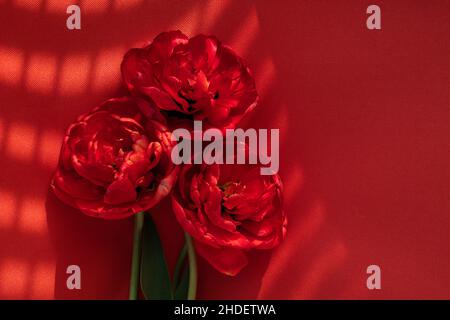 trois tulipes rouges ressemblant à des roses sur un fond rouge Banque D'Images