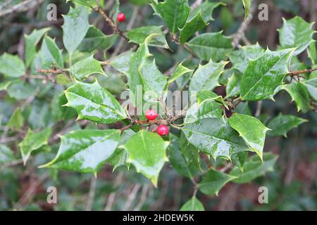 Ilex opaca Holly américaine – baies rouges et feuilles mi-vertes mates avec marges épineuses, janvier, Angleterre, Royaume-Uni Banque D'Images