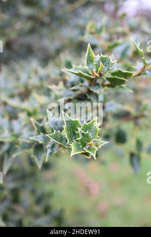 Ilex pernyi Perny’s Holly – petites feuilles triangulaires vert moyen, janvier, Angleterre, Royaume-Uni Banque D'Images