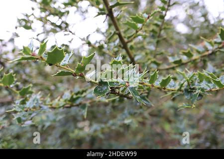 Ilex pernyi Perny’s Holly – petites feuilles triangulaires vert moyen, janvier, Angleterre, Royaume-Uni Banque D'Images