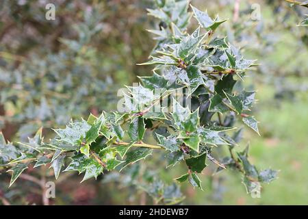 Ilex pernyi Perny’s Holly – petites feuilles triangulaires vert moyen, janvier, Angleterre, Royaume-Uni Banque D'Images