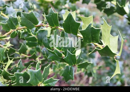 Ilex pernyi ???Houx de Perny – petites feuilles triangulaires vert moyen, janvier, Angleterre, Royaume-Uni Banque D'Images