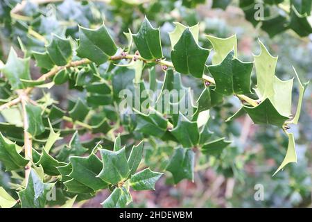 Ilex pernyi ???Houx de Perny – petites feuilles triangulaires vert moyen, janvier, Angleterre, Royaume-Uni Banque D'Images