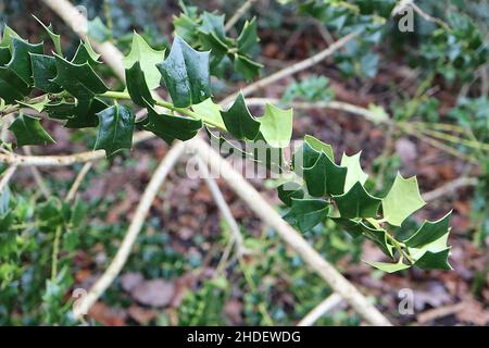 Ilex pernyi ???Houx de Perny – petites feuilles triangulaires vert moyen, janvier, Angleterre, Royaume-Uni Banque D'Images