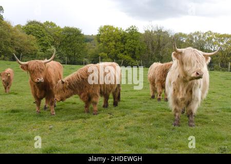 Vaches longhorn à poils longs de couleur crème dans un champ.Race rare de bovins écossais Banque D'Images