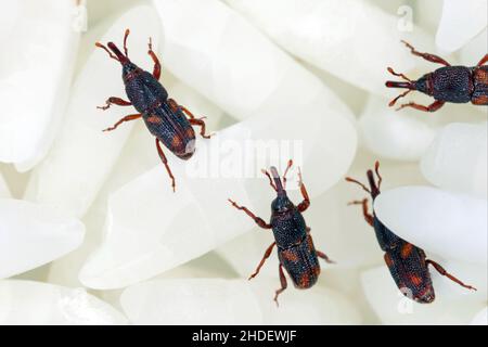 Gros plan sur les grains de riz des adultes (Sitophilus oryzae). Banque D'Images