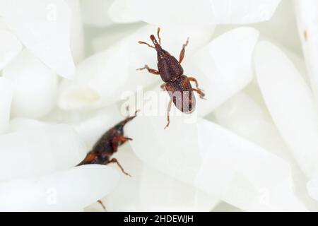 Gros plan sur les grains de riz des adultes (Sitophilus oryzae). Banque D'Images