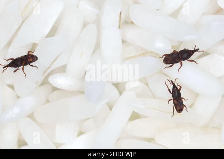 Gros plan sur les grains de riz des adultes (Sitophilus oryzae). Banque D'Images