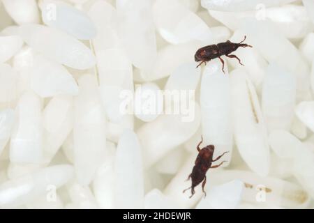 Gros plan sur les grains de riz des adultes (Sitophilus oryzae). Banque D'Images