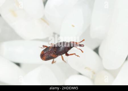 Gros plan du charançon du riz adulte (Sitophilus oryzae) sur les grains de riz. Banque D'Images