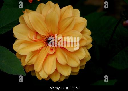 Unique Apricot/Orange Dahlia 'David Howard' Flower cultivé dans les frontières à RHS Garden Harlow Carr, Harrogate, Yorkshire, Angleterre, Royaume-Uni. Banque D'Images