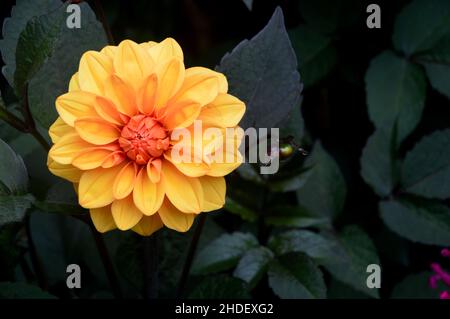 Unique Apricot/Orange Dahlia 'David Howard' Flower cultivé dans les frontières à RHS Garden Harlow Carr, Harrogate, Yorkshire, Angleterre, Royaume-Uni. Banque D'Images