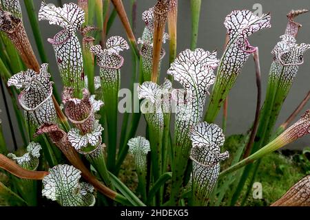 Saracenia leucophylla cramoisi – feuilles blanches tubulaires avec capot blanc ondulé et filet violet, feuilles linéaires vert vif, janvier, Engla Banque D'Images