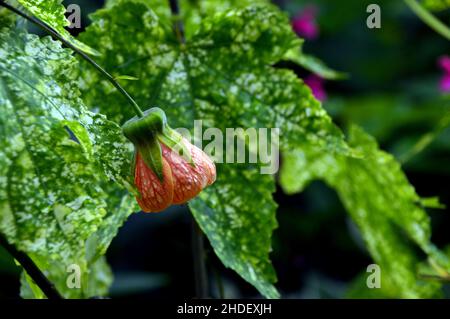 Lanterne chinoise (Physalis alkekengi) à paponie unique d'orange Fleur cultivé aux frontières de RHS Garden Harlow Carr, Harrogate, Yorkshire, Angleterre, Royaume-Uni. Banque D'Images