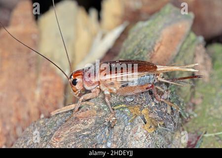 Gros plan Maison de cricket (Afeta domestica).Le ravageur est souvent trouvé dans les maisons. Banque D'Images