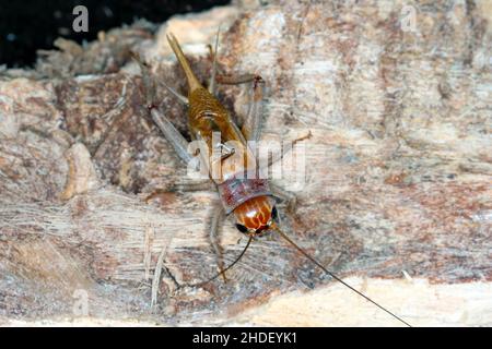 Gros plan Maison de cricket (Afeta domestica).Le ravageur est souvent trouvé dans les maisons. Banque D'Images