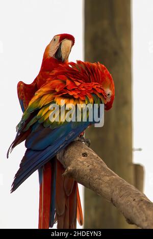 Un couple d'aras de scarlet sur une branche.Capturé dans un sanctuaire d'oiseaux près de la ville de Carthagène, dans le nord de la Colombie. Banque D'Images