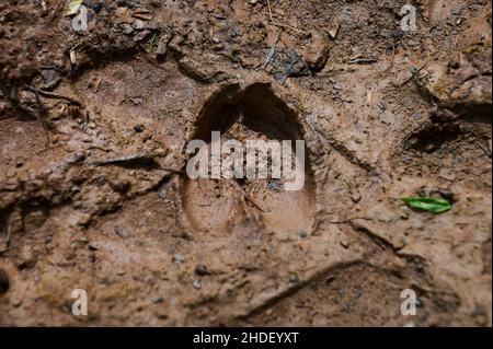 Empreinte animale. Empreinte de hérisson dans le sable de la forêt, gros plan, détaillée Banque D'Images