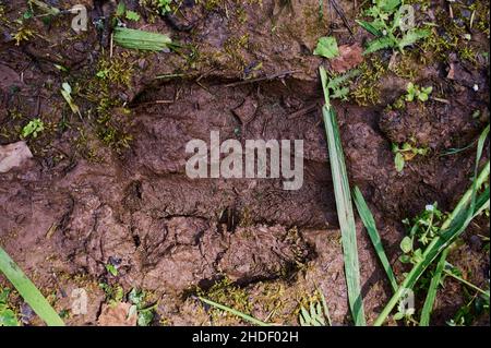 Empreinte animale. Empreinte de hérisson dans le sable de la forêt, gros plan, détaillée Banque D'Images