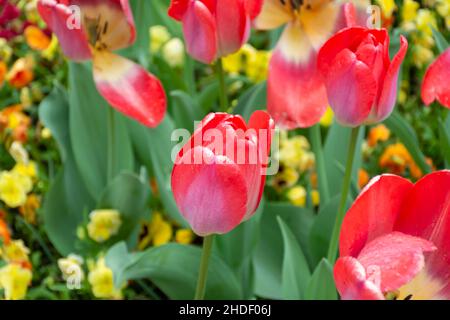 Tulipe rouge isolée dans le champ de tulipe.Mise au point sélective sur la tulipe rouge au centre du cadre. Banque D'Images