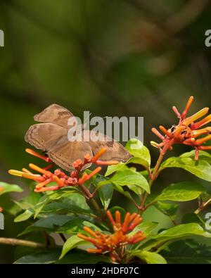 Magnifique papillon au chocolat Pansy (Junonia ifita) reposant sur quelques fleurs de buisson de feu dans le jardin, pendant la journée et avec ses ailes s'étaler ouvert.B Banque D'Images