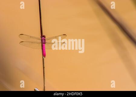 Photographie rapprochée d'une libellule de skimmer au néon, posée sur une paille au-dessus d'un étang près de la ville de Barichara dans la chaîne orientale des Andes du centre de Colom Banque D'Images