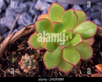 Macro photographie du sommet d'une plante succulente en roue d'épingle sur un basquet, capturée dans un jardin près de la ville coloniale de Villa de Leyva dans le centre de la Co Banque D'Images