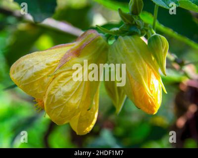 Macro photographie d'une fleur d'abutilon jaune et d'un bourgeon, capturée dans un jardin près de la ville coloniale de Villa de Leyva, dans le centre de la Colombie. Banque D'Images