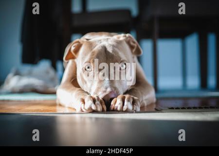 Gros plan de l'American Pit Bull Terrier couché sur le sol. Banque D'Images