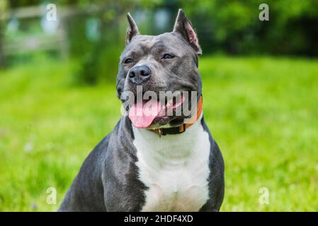 Chien de famille américain bringé de couleur bleue Staffordshire Terrier ou de la ferme AmStaff sur la nature Banque D'Images