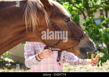 L'adolescence nourrit son cheval une carotte Banque D'Images