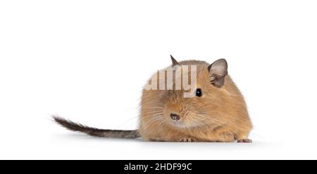 Sable doux pour adultes Degu rongeur, debout face avant tournant.En regardant vers l'appareil photo.Isolé sur un fond blanc. Banque D'Images