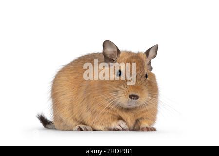 Sable doux pour adultes Degu rongeur, debout face à l'avant.En regardant vers l'appareil photo.Isolé sur un fond blanc. Banque D'Images