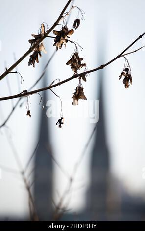 Bielefeld, Allemagne.06th janvier 2022.On peut voir les feuilles flétronnées devant les tours de l'église Sainte-Marie de la Nouvelle-ville.Credit: Friso Gentsch/dpa/Alay Live News Banque D'Images