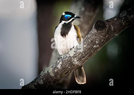 Honeyeater à face bleue pour adultes assis dans un arbre. Banque D'Images