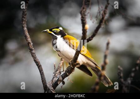 Jeune Honeyeater à face bleue assis dans un arbre. Banque D'Images