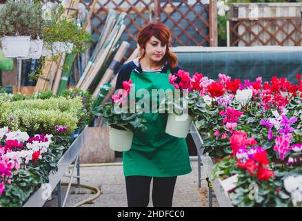 cyclamen, jardinier, jardinage, cyclamens, jardiniers,soin des plantes, entretien des plantes Banque D'Images