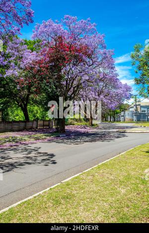 Plan vertical des arbres Jacaranda en pleine floraison dans un parc Banque D'Images