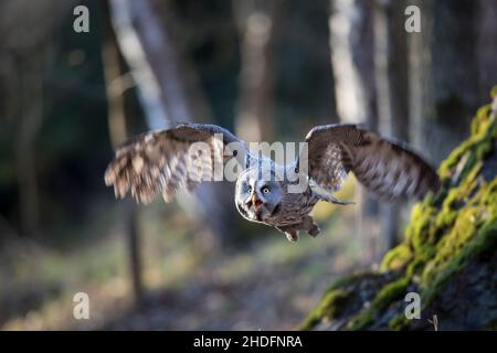 voler, grand hibou gris, voler, voler Banque D'Images