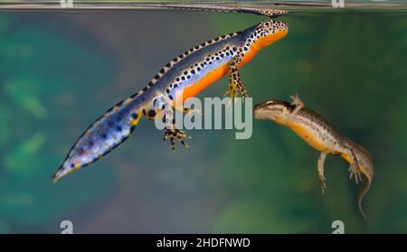 nouvelles alpines, nouvelles alpines Banque D'Images