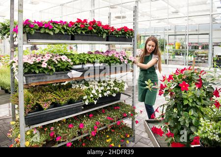 poussage, centre de jardin, fleuriste, centres de jardin, fleuristes Banque D'Images