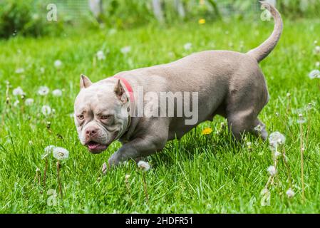 Un chien de poche de couleur lilas américain Bully chiot marchant sur l'herbe verte.Chien de taille moyenne avec un corps musculaire compact et volumineux Banque D'Images