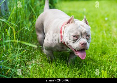 Un chien de poche de couleur lilas américain Bully chiot marchant sur l'herbe verte.Chien de taille moyenne avec un corps musculaire compact et volumineux Banque D'Images